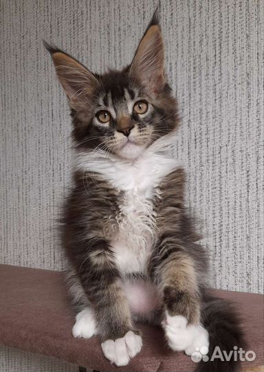 Девочка мейн-кун