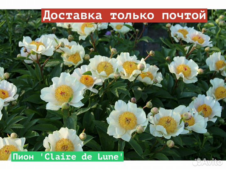 Пион Claire de Lune