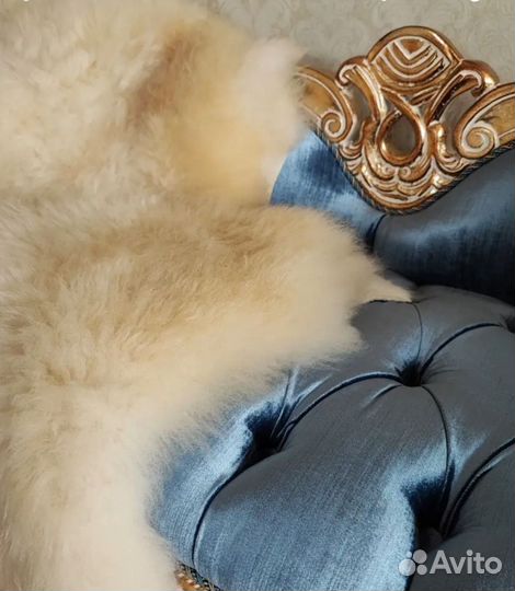 Шкурка животного