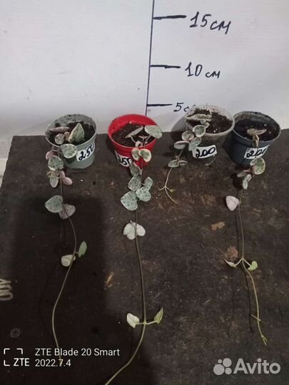 Аглаонемы и другие цветы