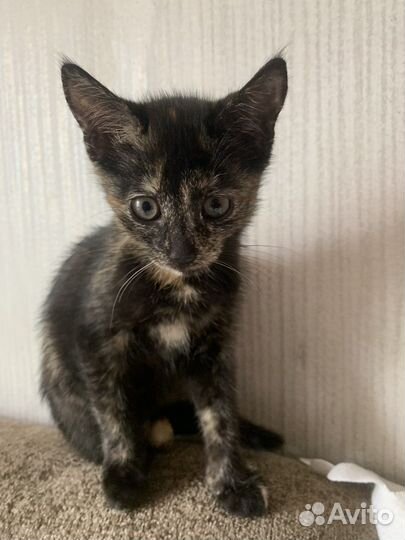 Котята в добрые руки бесплатно