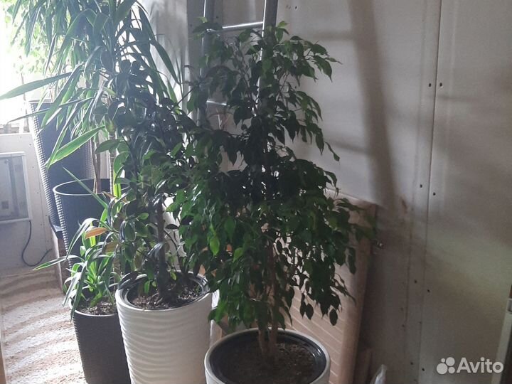 Фикус бенджамина Наташа