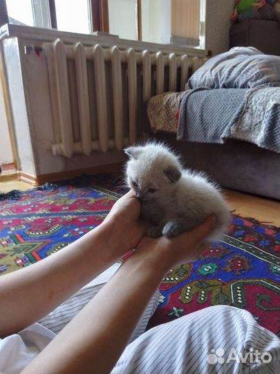 Британский вислоухий