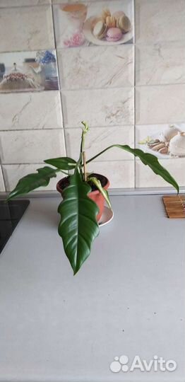 Филодендрон Narrov Esvape