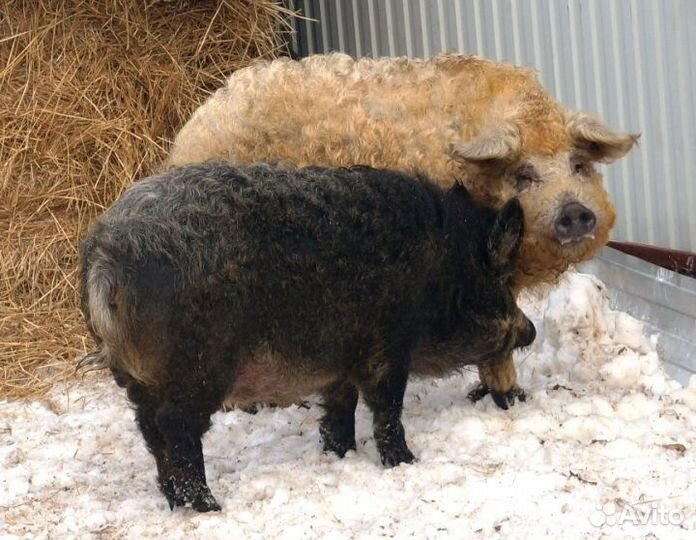 Поросята кораллы