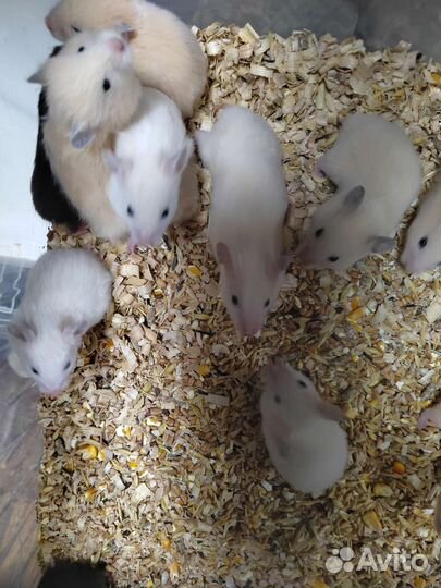 Сирийский хомяк