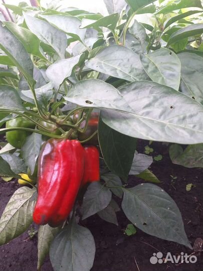 Помидоры, Перец болгарский