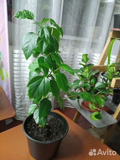 Цветы Фикус Роза Пеперомия