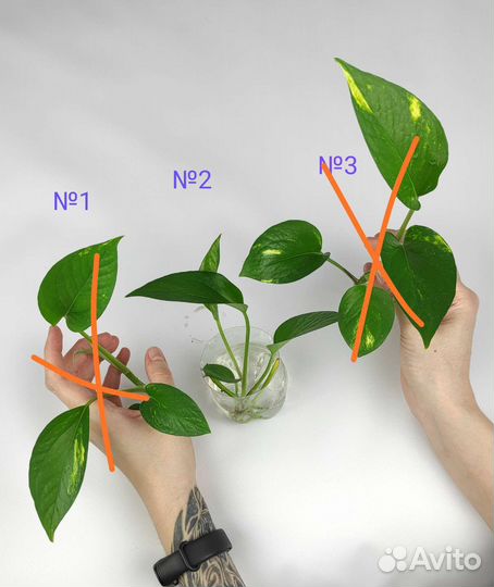 Эпипремнум золотистый, лиана