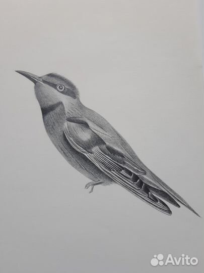 Иллюстрации Птицы