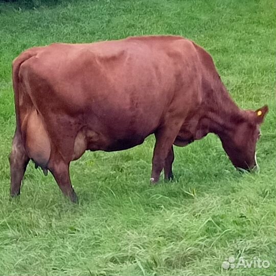 Продам коров