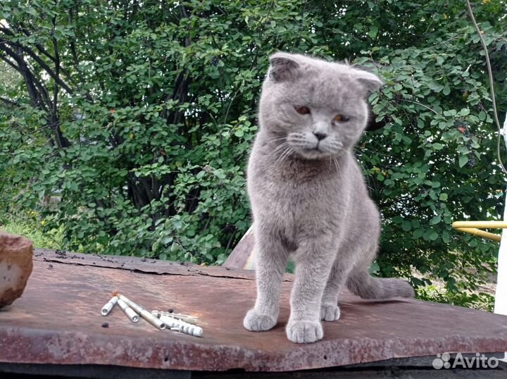 Британская кошечка