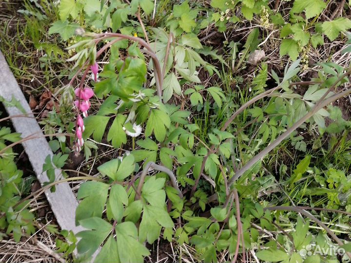 Дицентра розовая