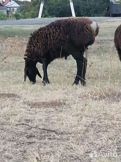 Овцы бараны