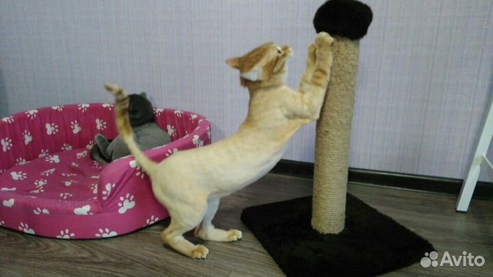 Грумер. Стрижка собак и кошек на дому