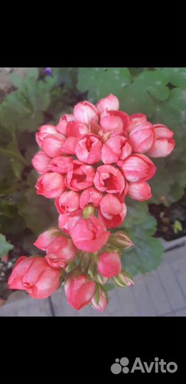 Пеларгония герань(тюльпановидная)