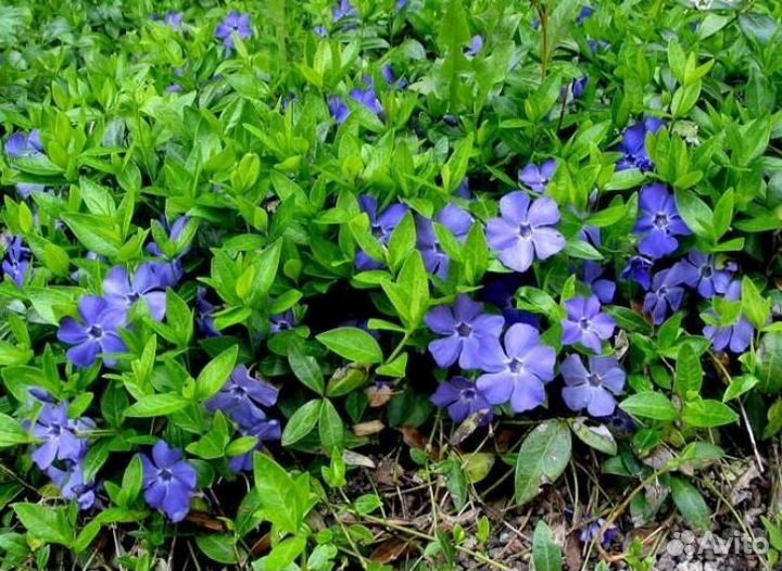 Барвинок малый почвопокровный, вечнозелёный