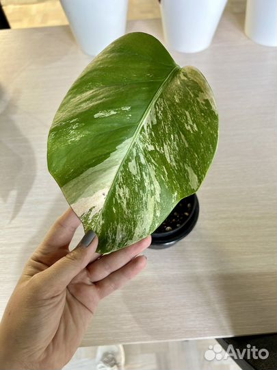 Монстера альба