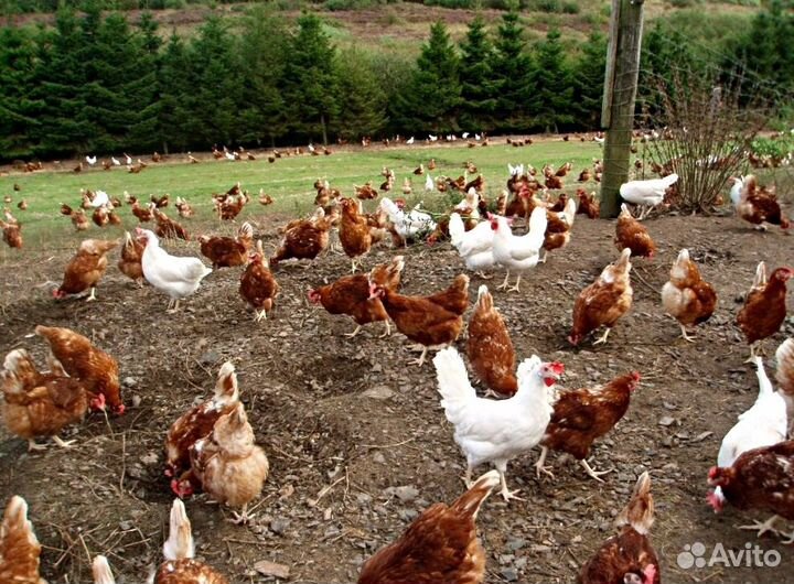 Куры несушки