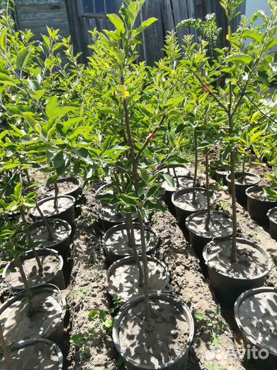 Саженцы Дерево Сад и другие