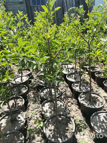 Саженцы Дерево Сад и другие