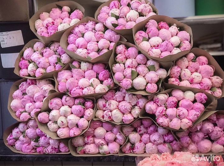 Пионы Цветы Букеты