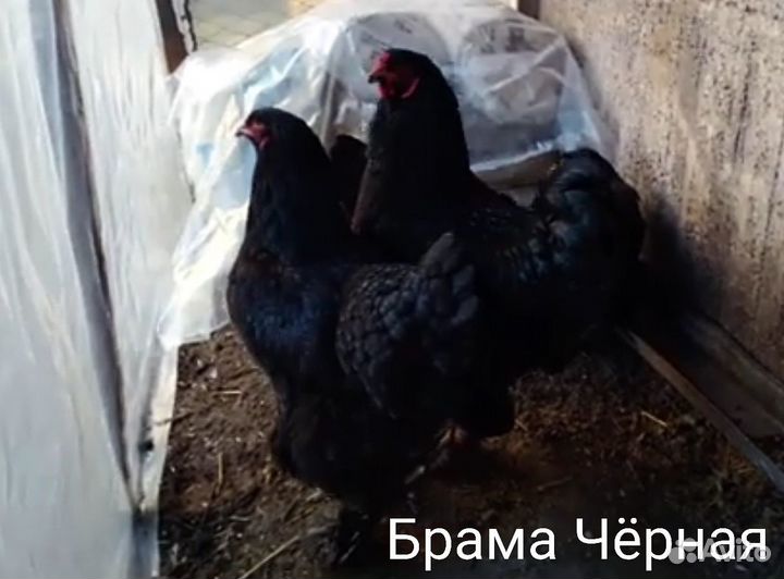 Цыплята Брамы