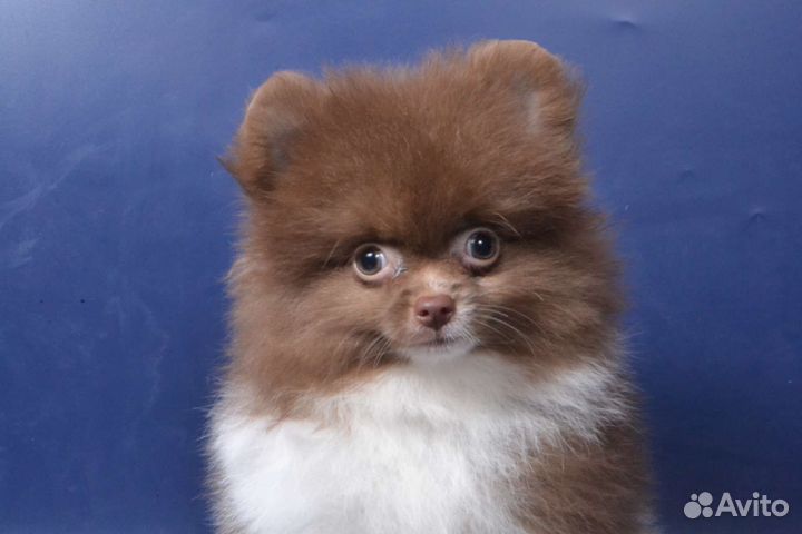 Мальчик шпиц)