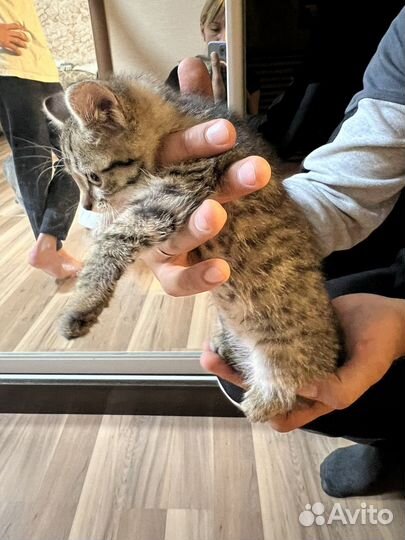 Котенок