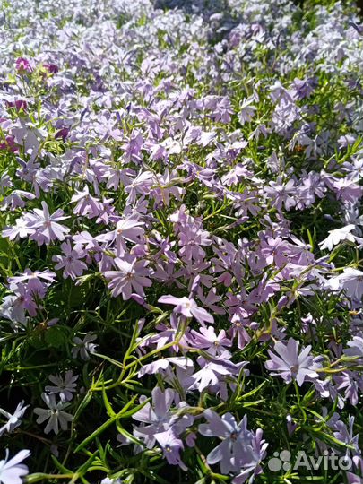 Шировидные флоксы