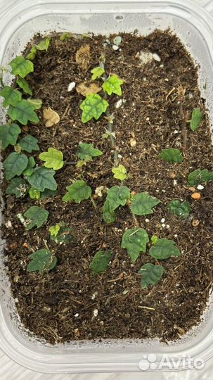 Фикус карликовый дуболистный (флорариум)