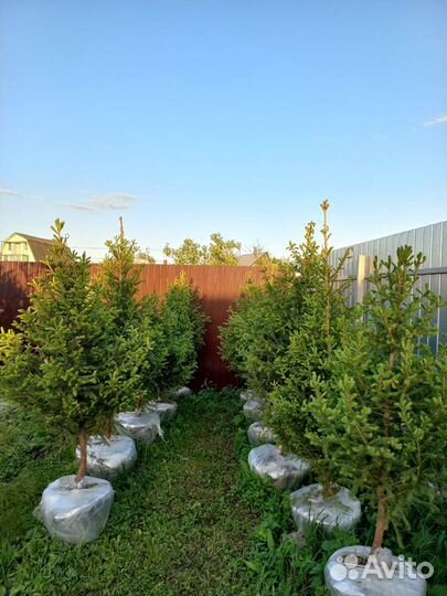 Саженцы кедра, ели, Пихты