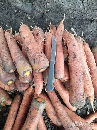 Морковь отборная, крупная,сочная и сладкая