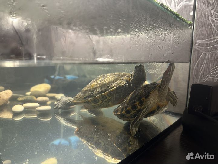 Красноухие черепахи