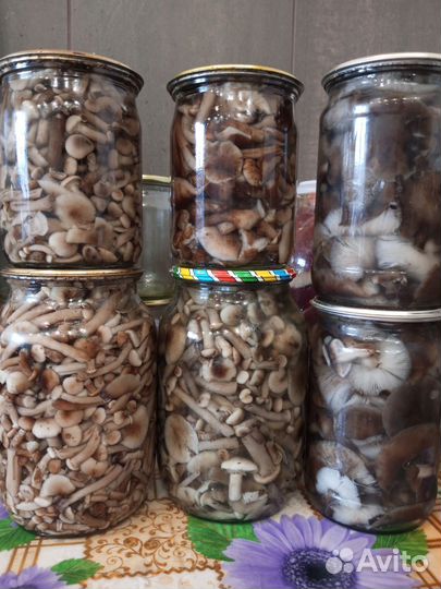Грибы маринованные и соленые