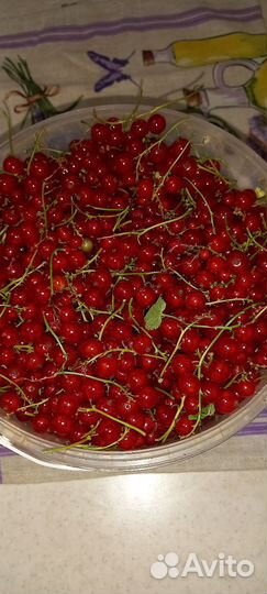 Смородина красная,чёрная, саженцы