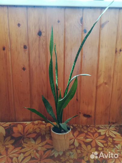 Сансевиерия