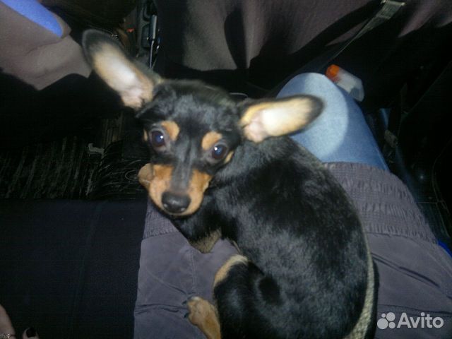 Передержка домашних животных