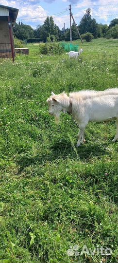 Козел на вязку