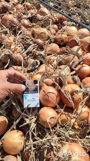 Лук оптом