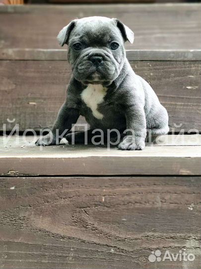 Французский бульдог