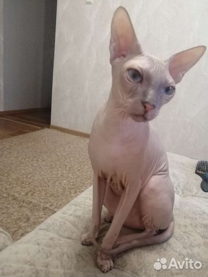 Донской сфинкс