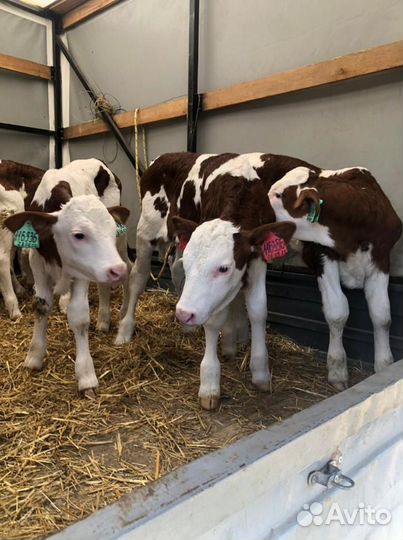 Телята бычки сименталлы