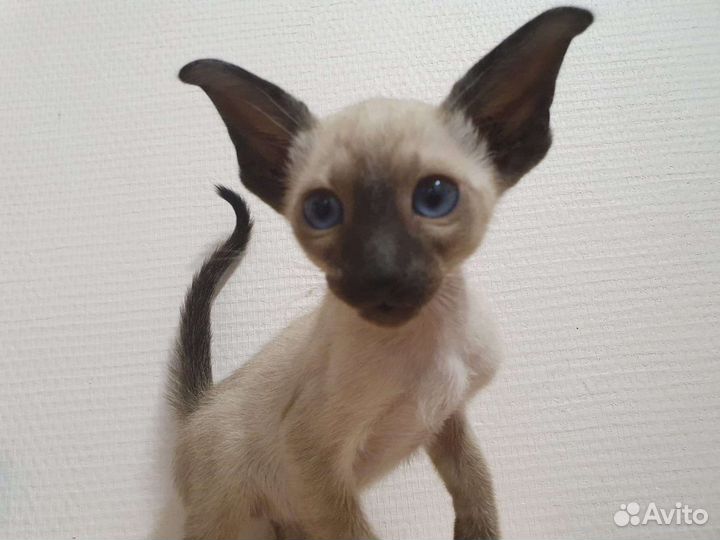 Ориентальные котята