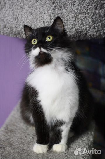 Пушистая кошка в добрые руки