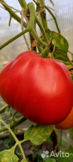 Коллекционные Семена томатов