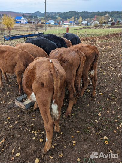 Бычки на откорм