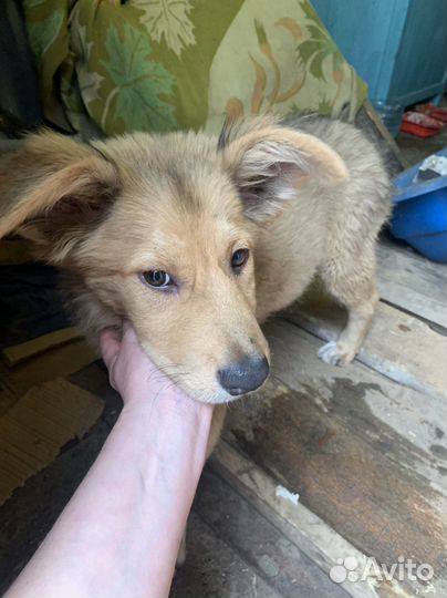 Щенок мальчик