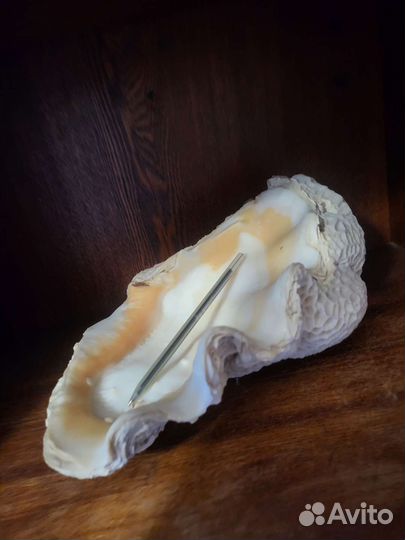 Ракушка огромная морская