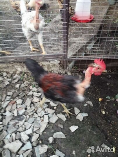 Куры петухи